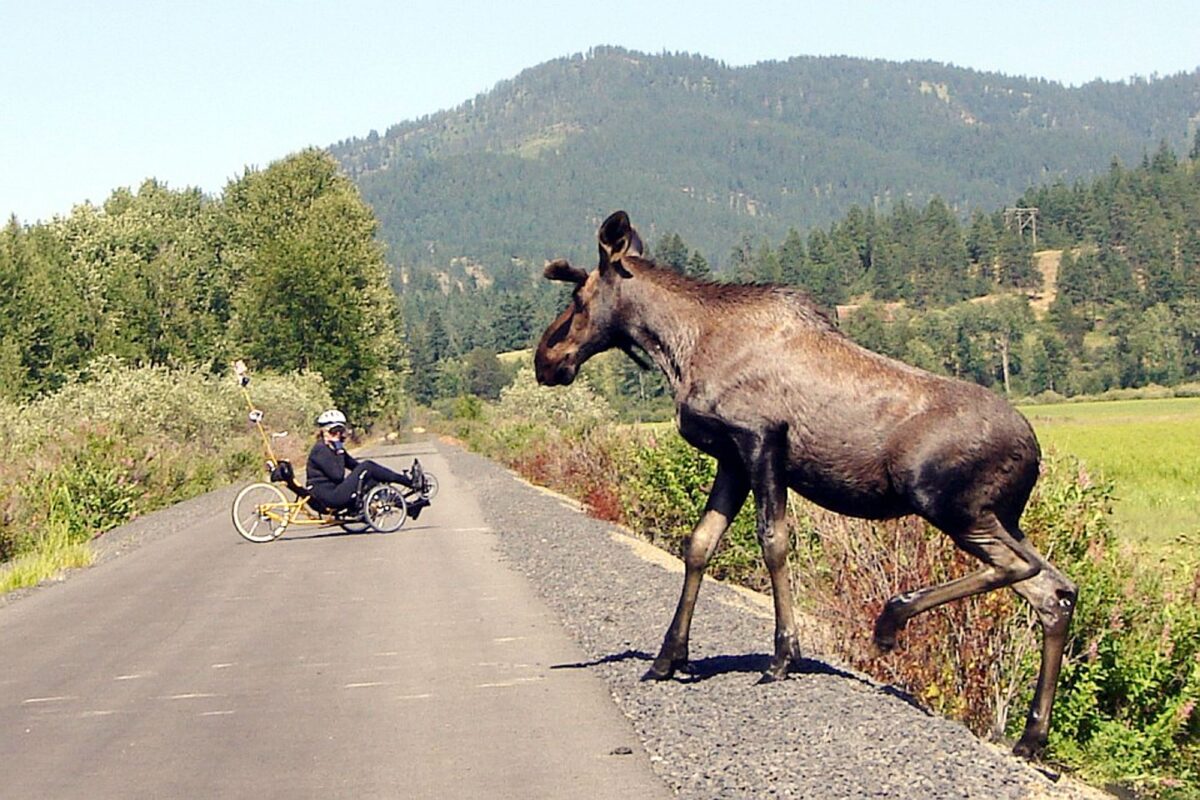 Moose crossing the Trail of the Coeur D Alenes in North Idaho